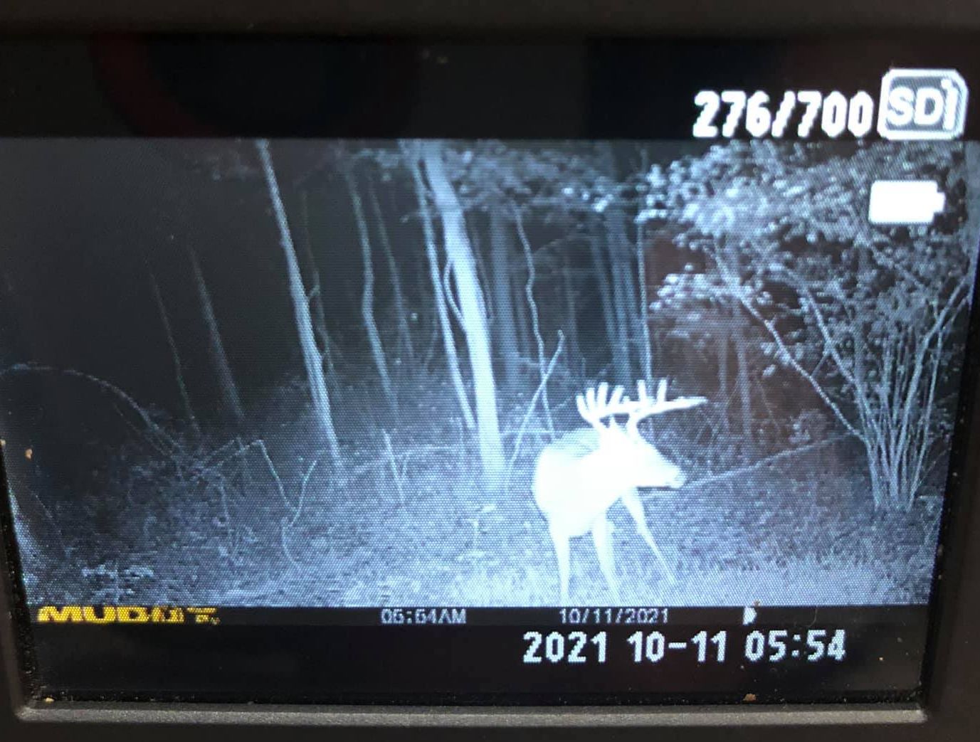 A large buck is seen with velvet antlers on a trail camera.