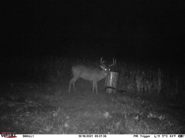 Mature buck on a Kentucky hardwood ridge at night.