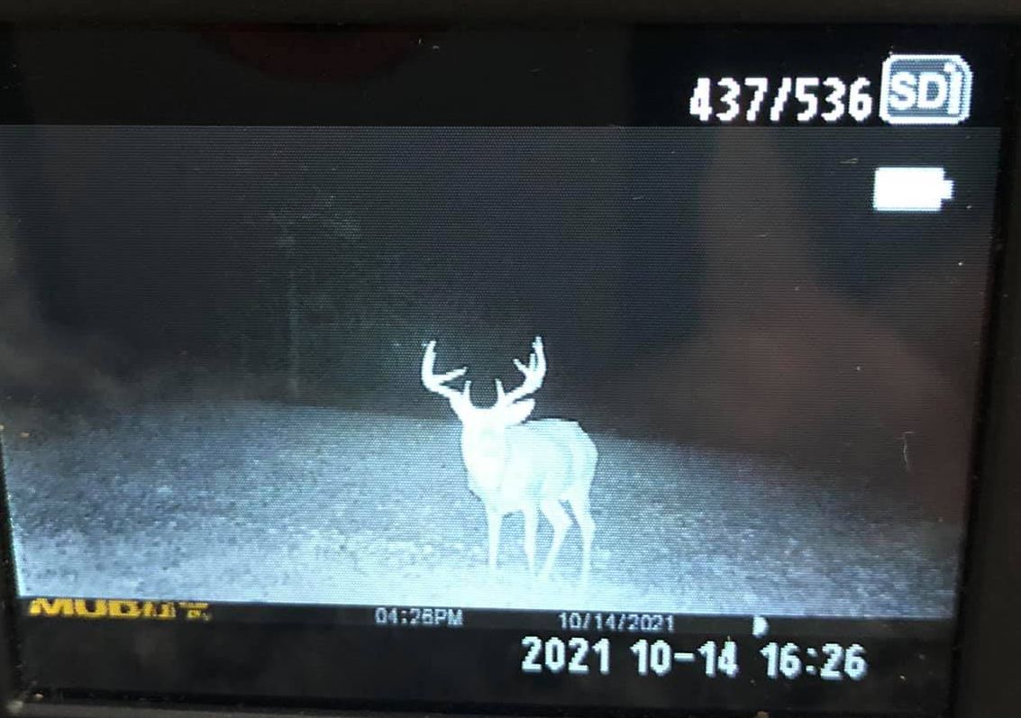 A whitetail buck, pictured in velvet in October, stands in a field at night.