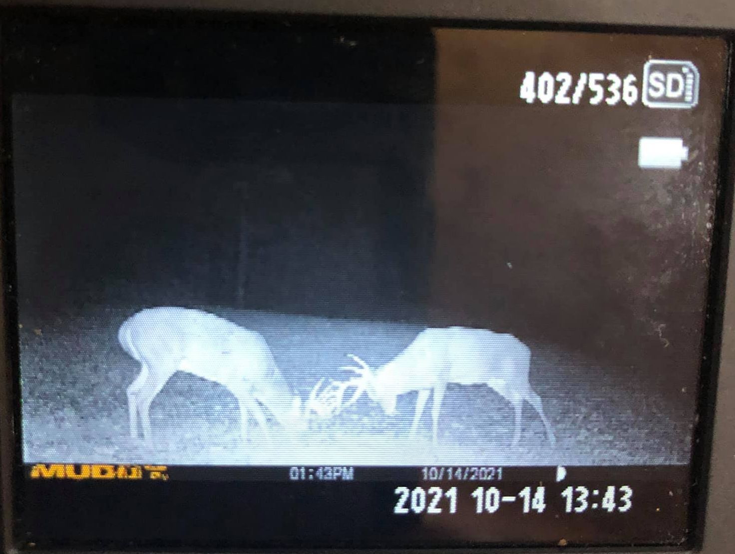 Two bucks spar in the 2021 Kentucky whitetail season.