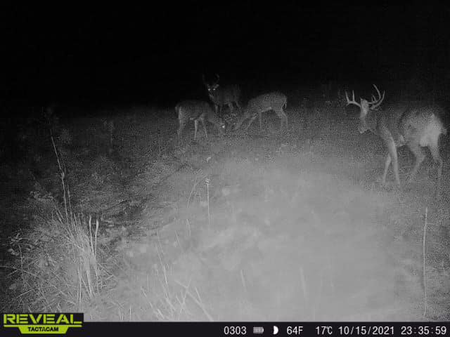 A small group of whitetail deer including two bucks in a field at night.