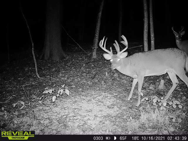 A large buck with velvet antlers captured on a trail camera in Kentucky.