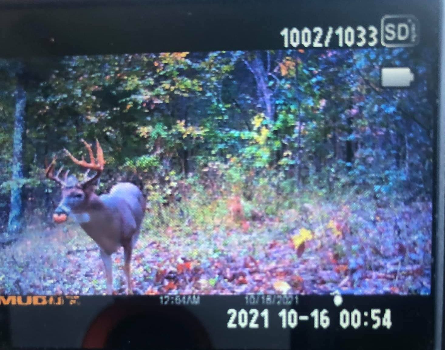 A whitetail buck with antlers in velvet chews on an apple.