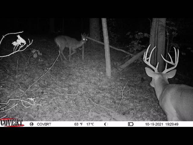 A mature buck with large antlers is captured on a trail camera at night.