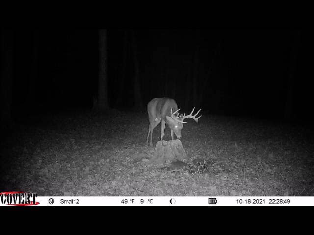 A mature buck stands over a log in this night vision trail camera photo.
