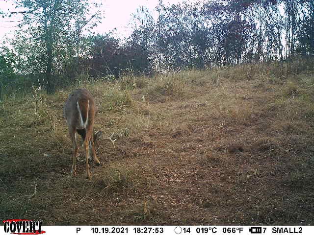 A young buck with small antlers grazes in dry grass near trees.
