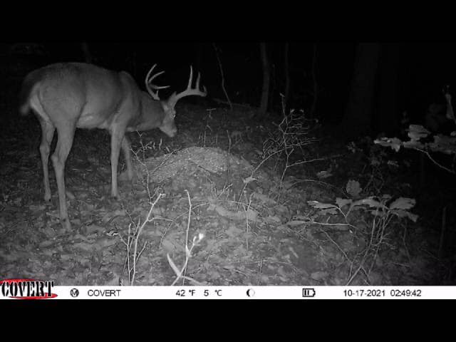 A white-tailed buck with antlers grazes at night on a trail camera feed.