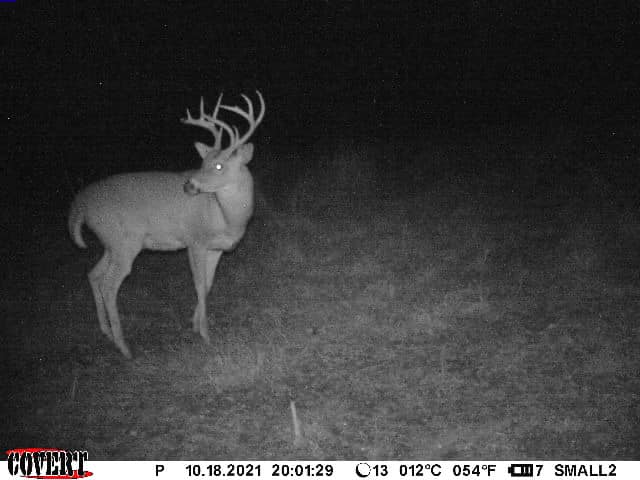 Buck in velvet with eye-shine from night vision camera.