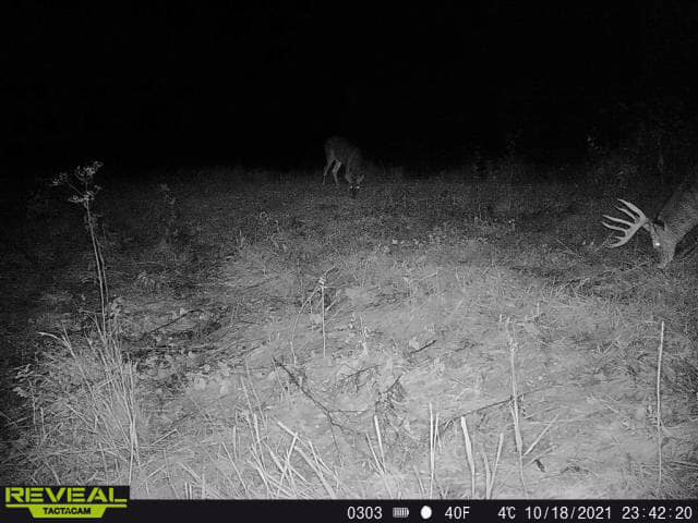 A buck with substantial antlers grazes on a fall evening.