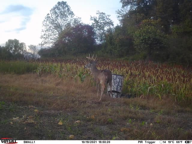A buck stands in a field of sorghum with corn stalks on October 19.