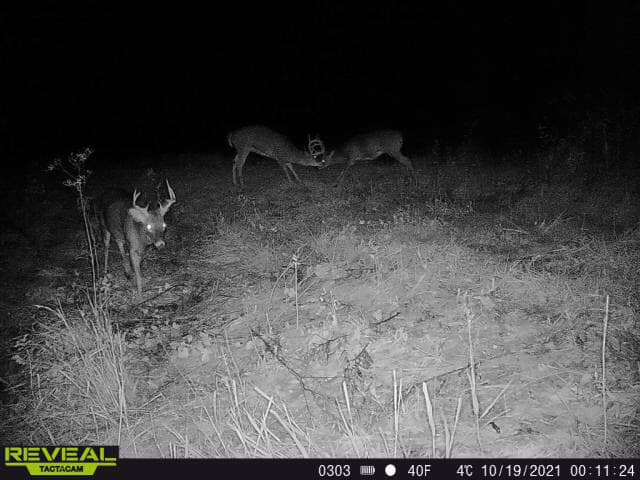 Two bucks spar on a nighttime wooded hillside in Kentucky on October 19, 2021.