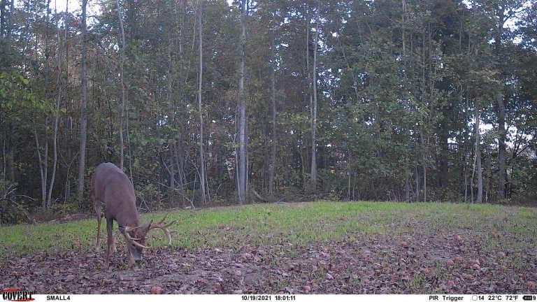 A mature buck grazes in a clearing on a wooded ridge.