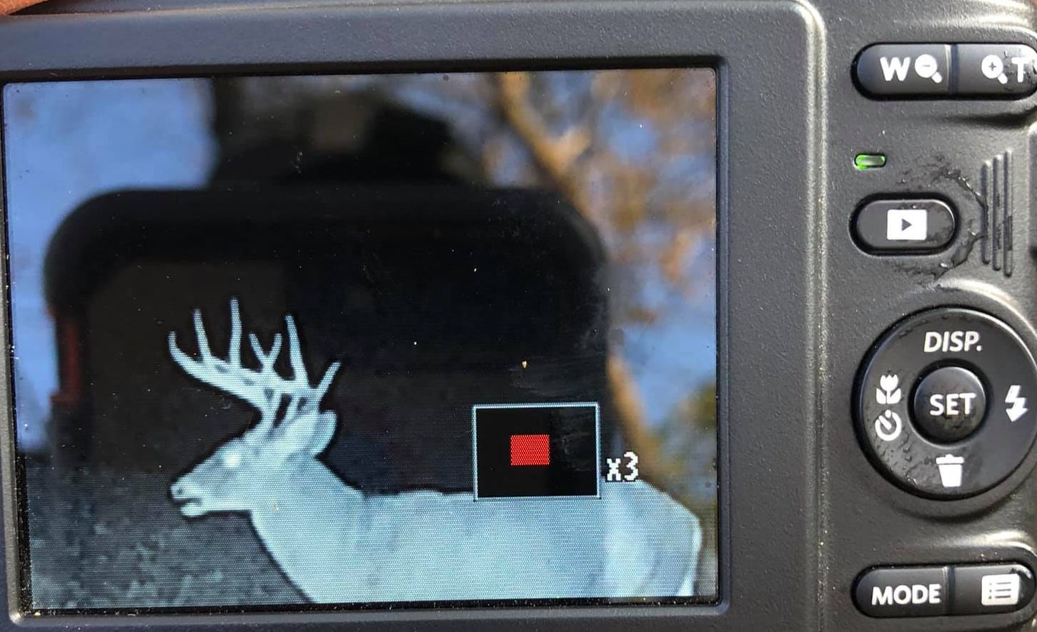 A whitetail buck in velvet is captured by a trail camera.