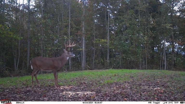 A mature whitetail buck with large antlers stands in a clearing on a wooded ridge.