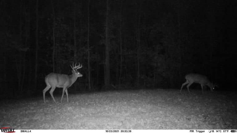 A mature buck and a doe are captured by a trail camera at night.