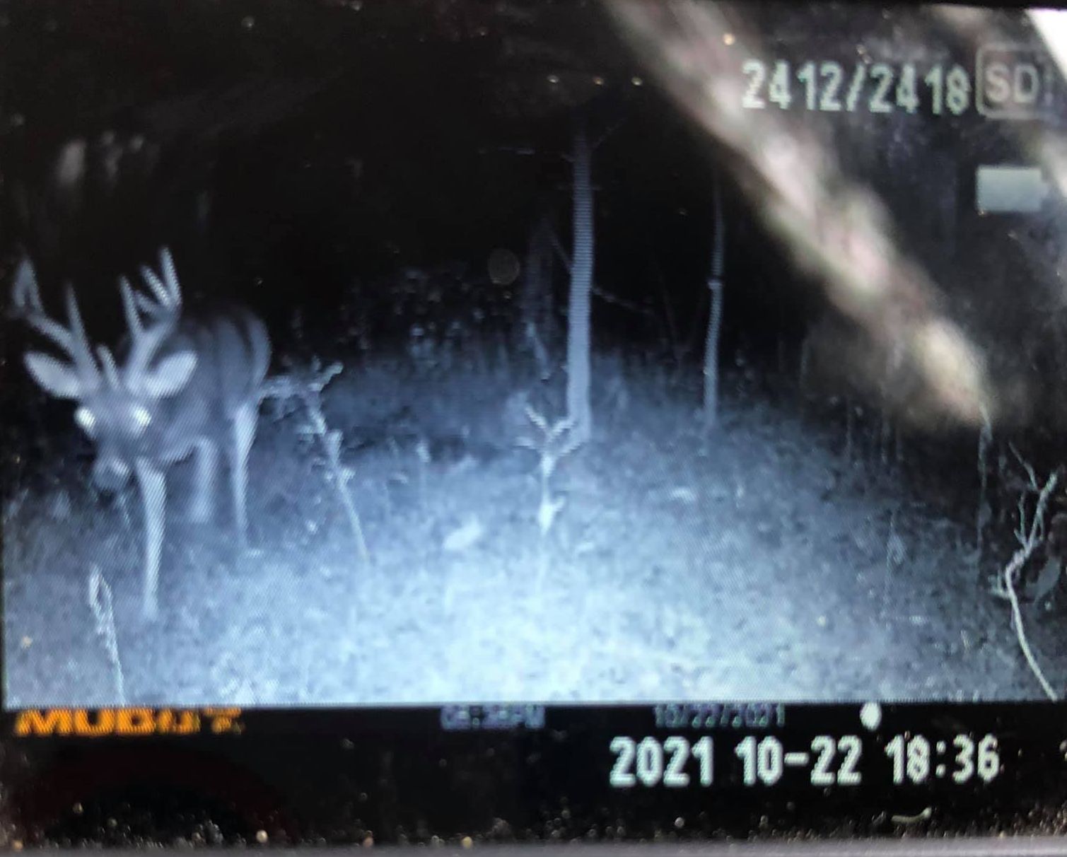 A large buck with impressive antlers captured by a trail camera at night.