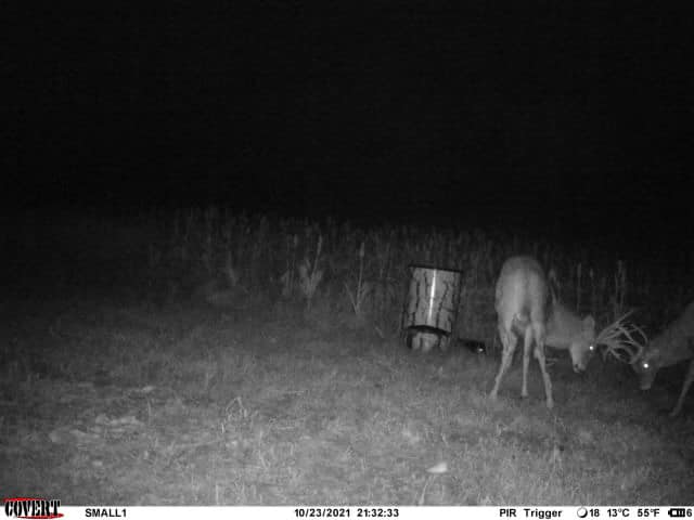 Two bucks photographed at night near a feeder, with one showing significant antlers.