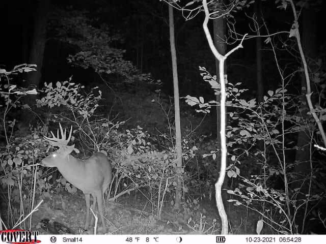 A large buck with antlers in velvet walks through a wooded area.