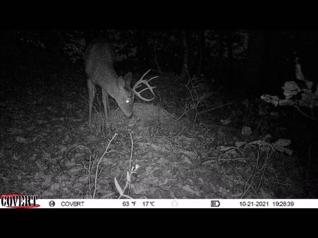 A mature buck grazes at night on a trail camera in Kentucky.