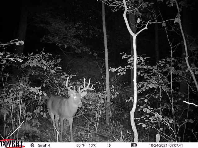 A mature buck with full antlers walks through dense woods at night.