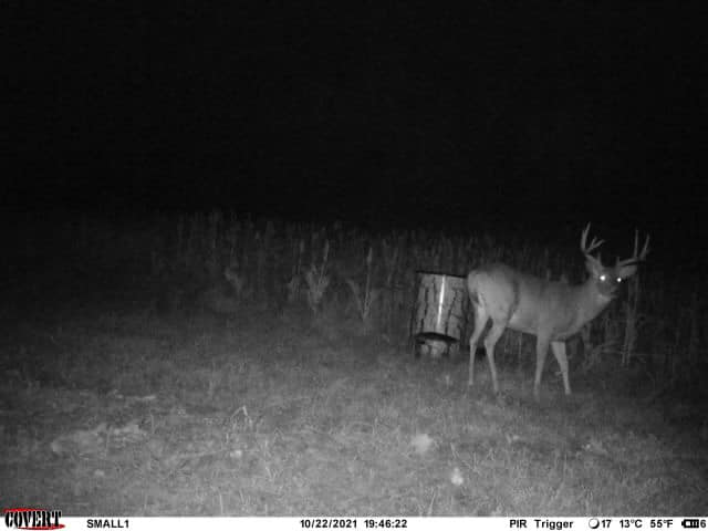 Buck on a night vision trail camera next to a feeder.