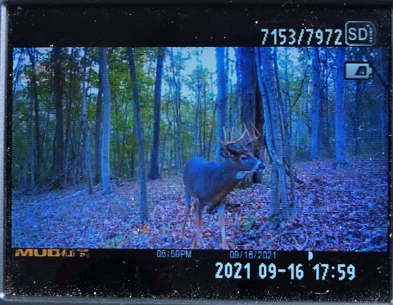 A young buck with velvet antlers walks through the woods during hunting season.