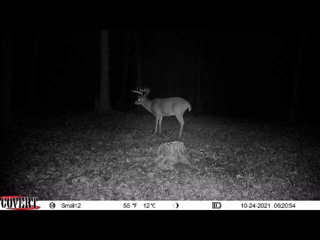 A whitetail buck pauses on a stump in a dark forest at dawn.