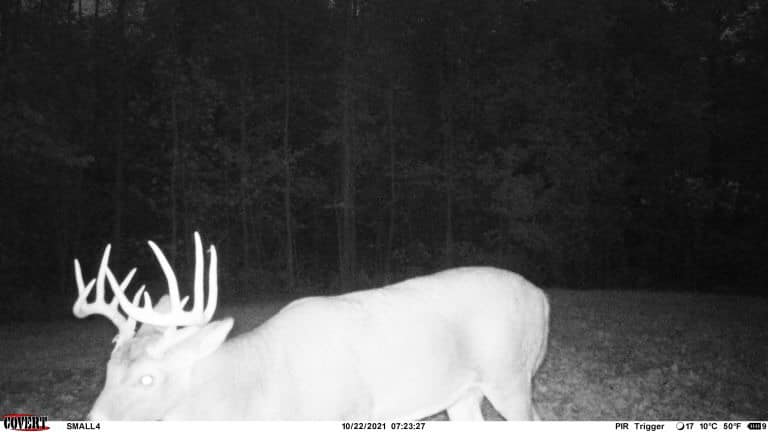 A mature buck with large antlers on a Kentucky hardwood ridge.