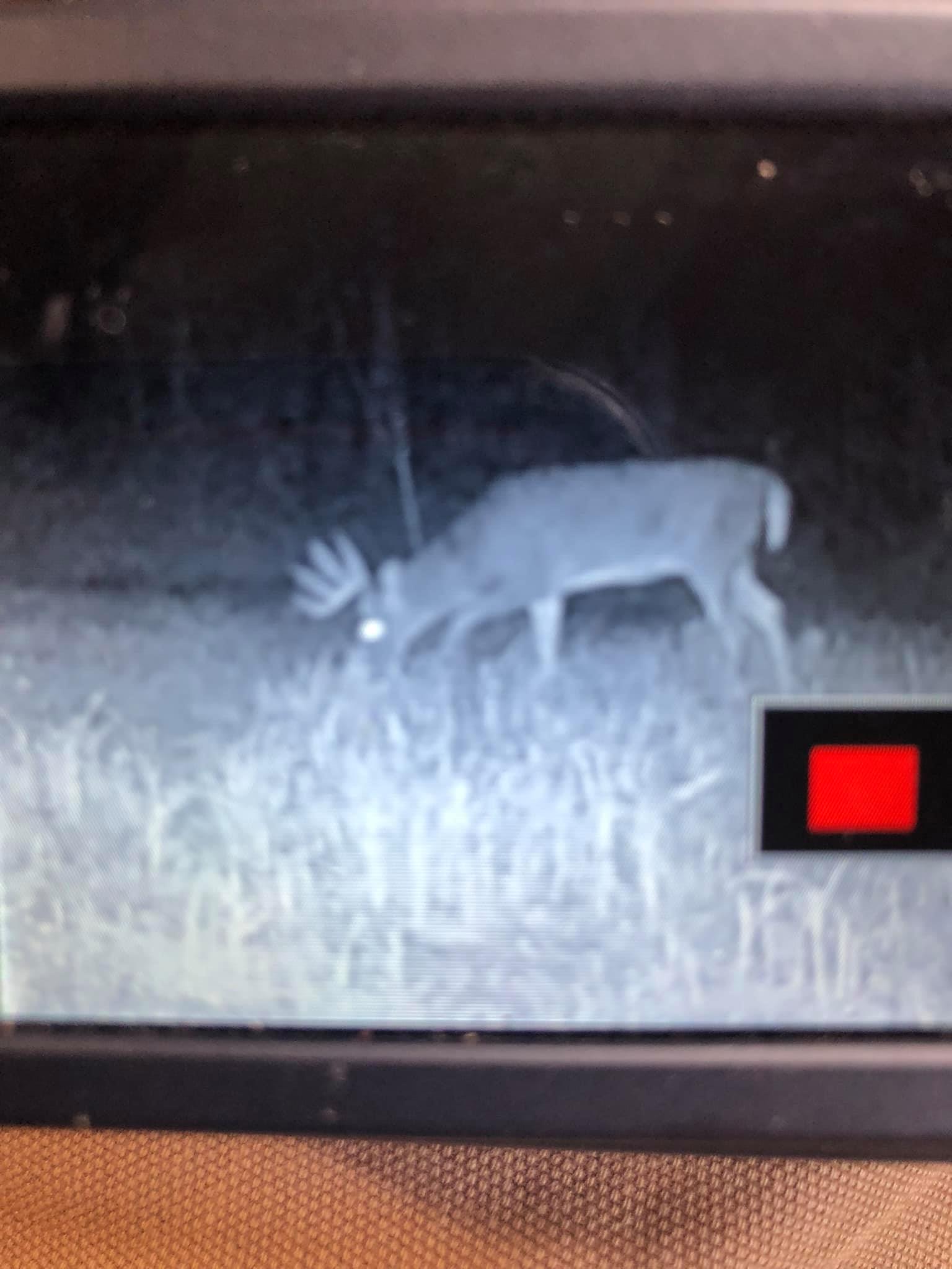 A velvet-antlered whitetail buck grazes at night on a trail camera feed.