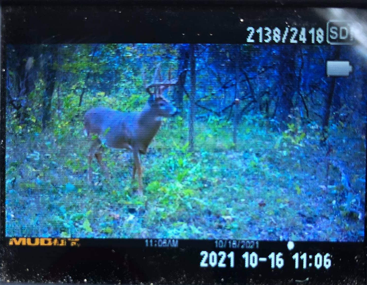 A buck with antlers is captured by a trail camera in the woods on October 16, 2021.