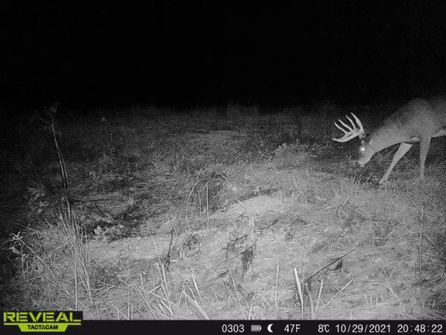 A lone buck with a large rack grazes at night.