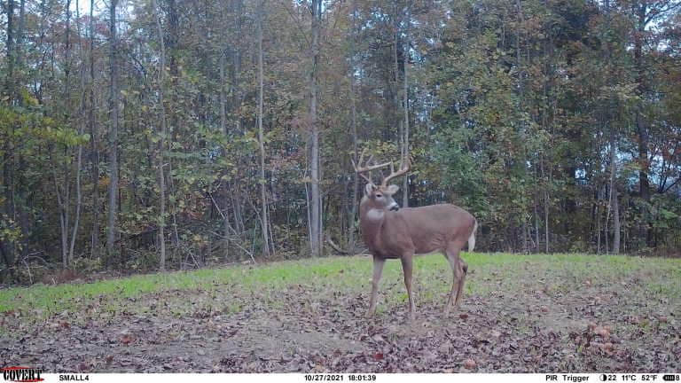 A mature buck with impressive antlers stands in a clearing on a forest edge.