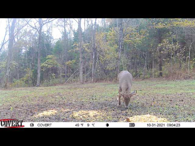 A whitetail buck grazes on a food plot on a crisp October morning.