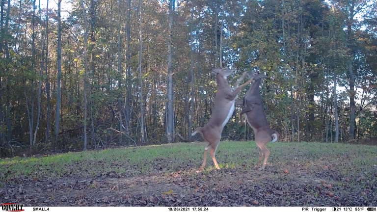 Two young bucks spar on a grassy slope in front of autumn woods.