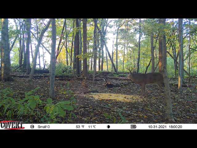 A single mature whitetail buck stands by a food plot on a crisp October evening.