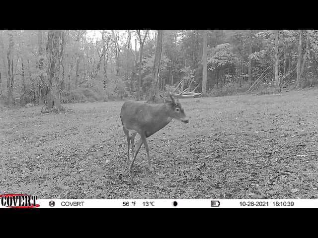 A buck with tall antlers walks through a wooded area on October 28th.