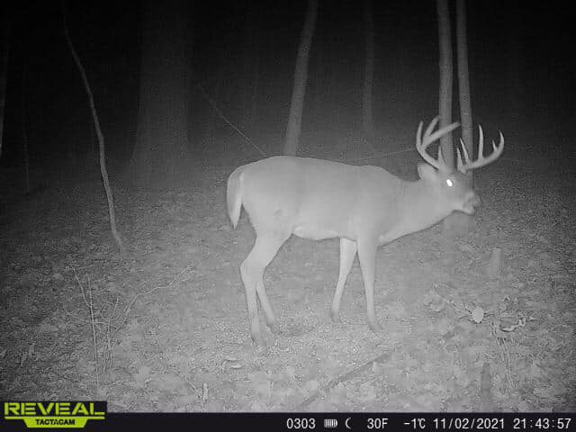 A mature whitetail buck walks through the woods at night.