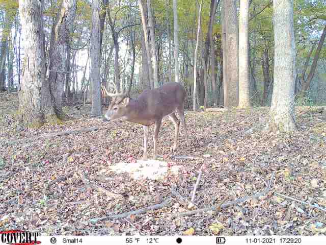 A young buck browses on a frosty November ridge.