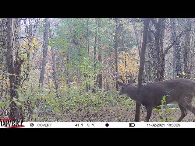 A mature buck walks through the forest on a crisp November day.