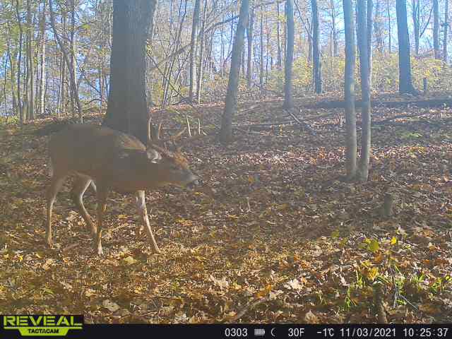 A buck walks through fallen leaves on a hardwood ridge in Kentucky.