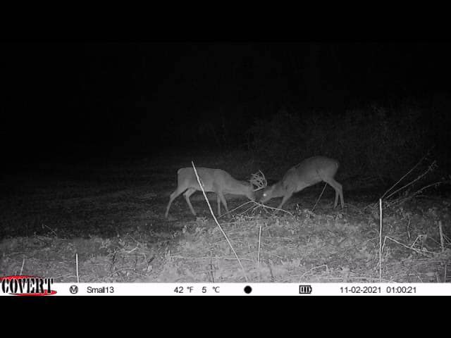Two bucks spar during the November rut on a Kentucky hillside.