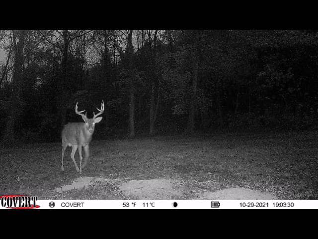 A mature buck with large antlers stands alert in a clearing by the woods.