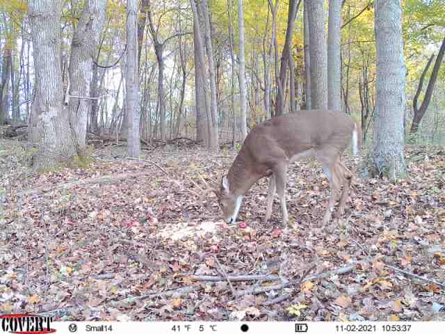 A whitetail buck grazes on apples in a leaf-covered forest on November 2nd.