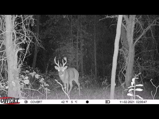 Mature buck caught on a night-vision trail camera in the woods.