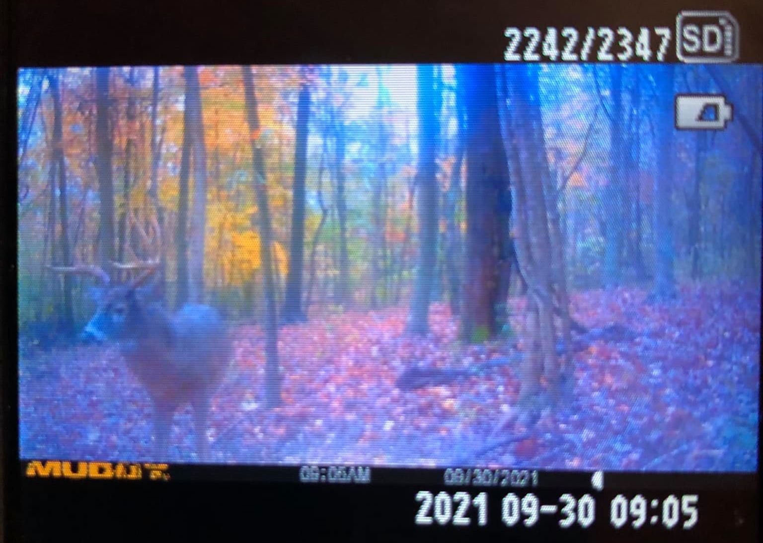A buck with antlers stands in an autumn forest with fallen leaves.