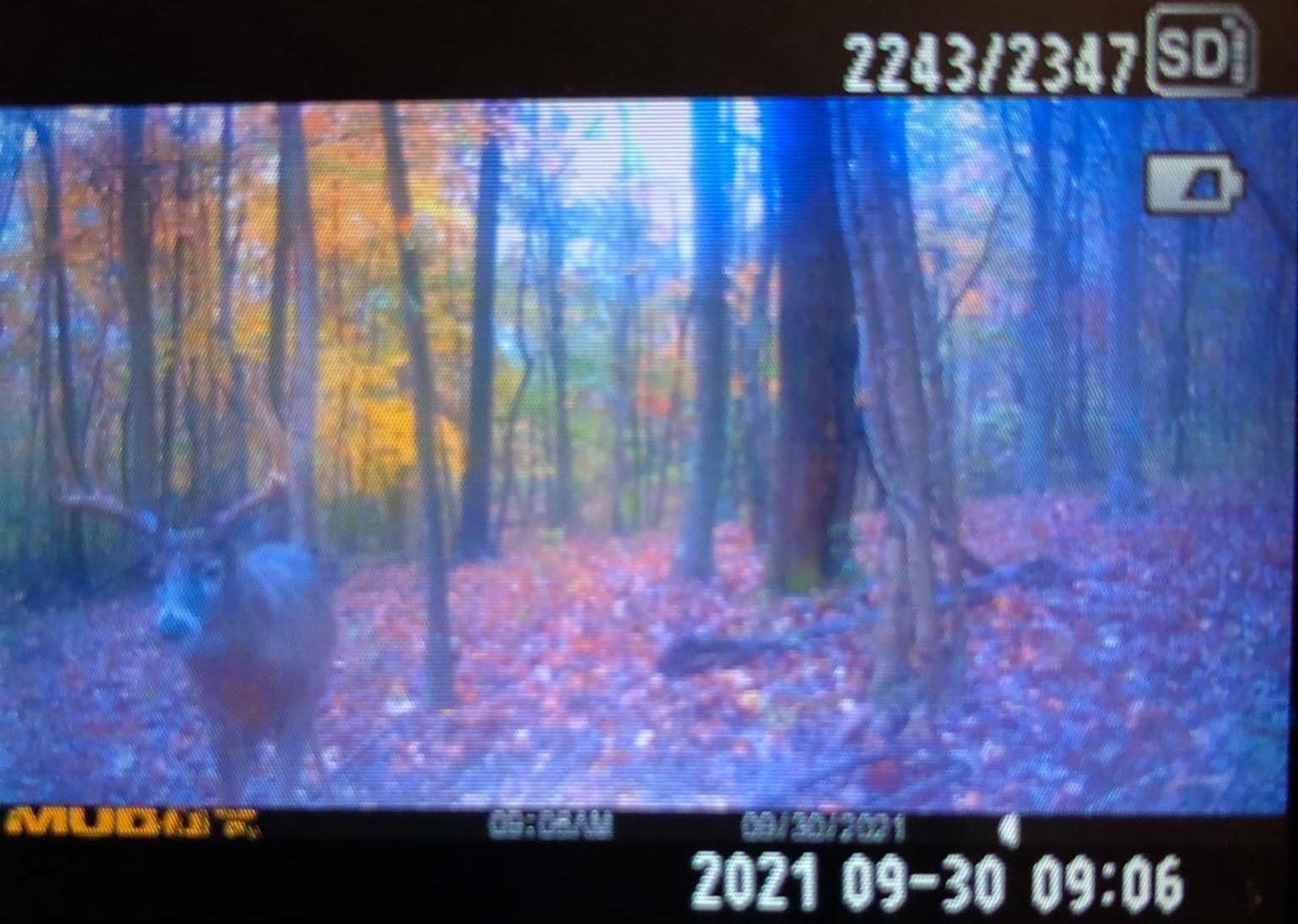 A whitetail buck with antlers is captured on a trail camera in the woods.