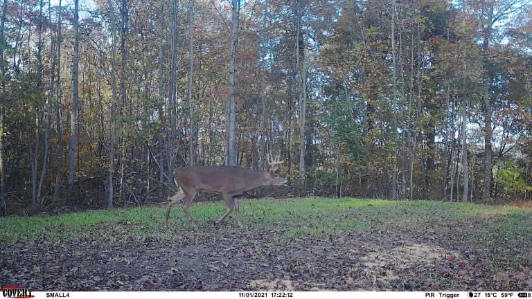 A large buck walks across a food plot at the edge of a wooded ridge.