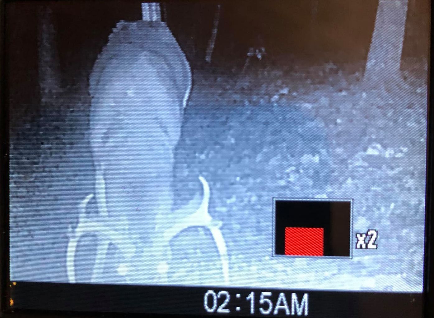 A buck with antlers in velvet is seen at 02:15 AM.