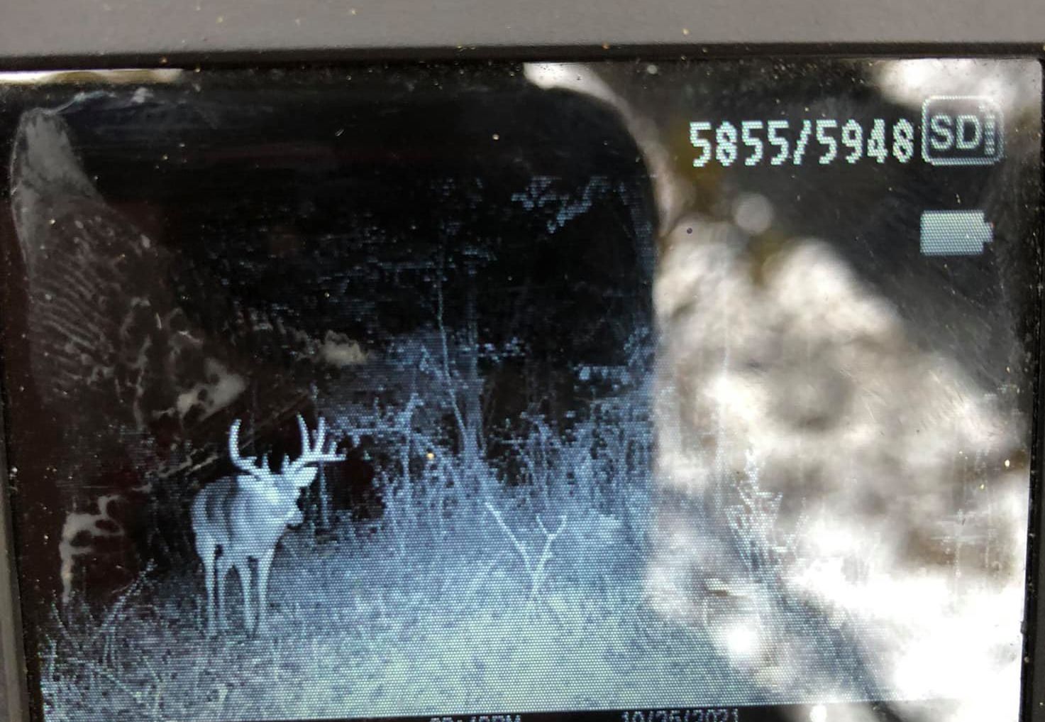 A mature buck with impressive antlers is illuminated by the trail camera at night.