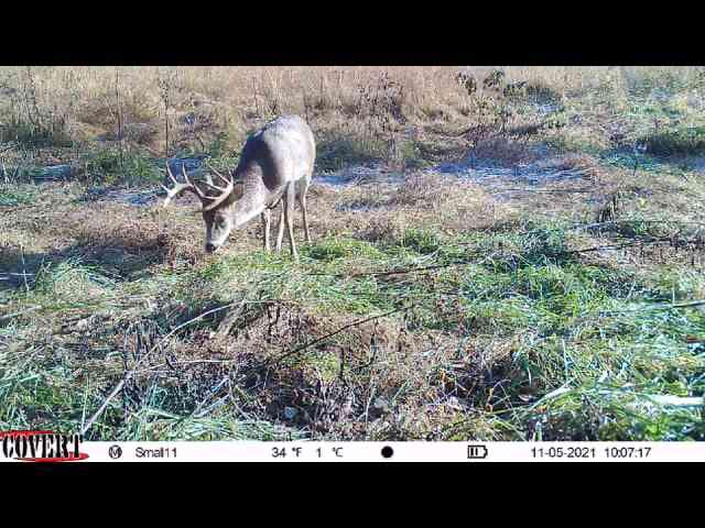 A mature buck grazes in a frosty field, captured by a trail camera on November 5, 2021.